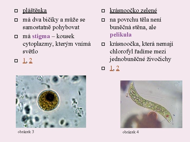  pláštěnka má dva bičíky a může se samostatně pohybovat má stigma – kousek