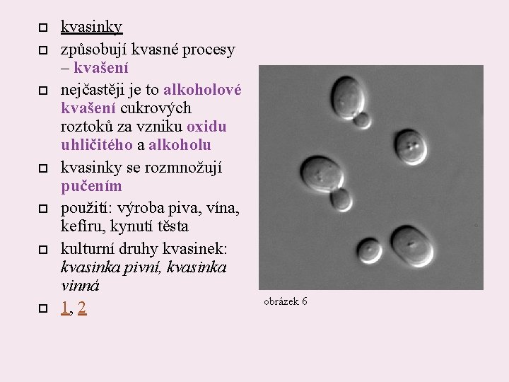  kvasinky způsobují kvasné procesy – kvašení nejčastěji je to alkoholové kvašení cukrových roztoků