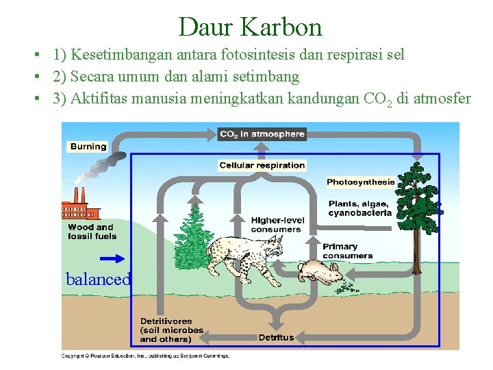 Daur Karbon • 1) Kesetimbangan antara fotosintesis dan respirasi sel • 2) Secara umum