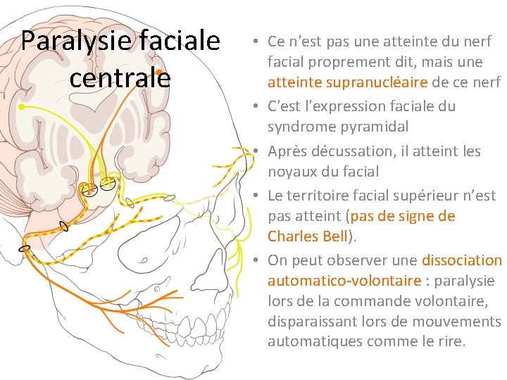 Paralysie faciale centrale • Ce n'est pas une atteinte du nerf facial proprement dit,
