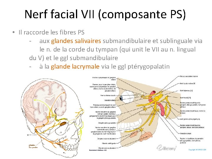 Nerf facial VII (composante PS) • Il raccorde les fibres PS - aux glandes