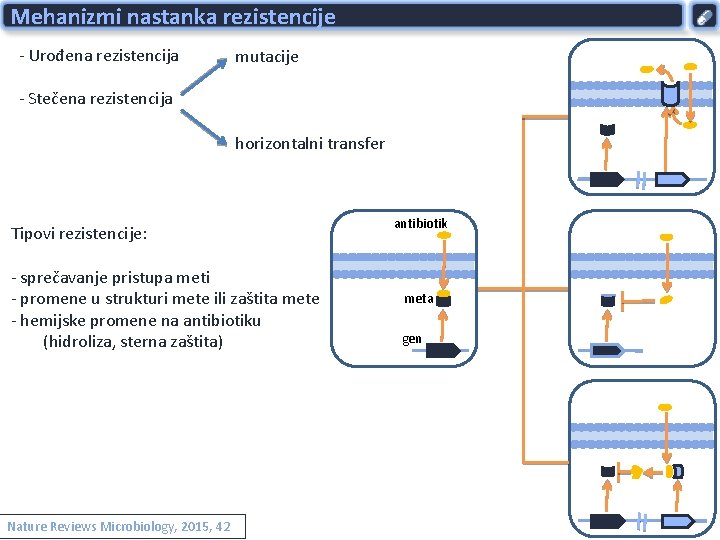 Mehanizmi nastanka rezistencije - Urođena rezistencija mutacije - Stečena rezistencija horizontalni transfer Tipovi rezistencije: