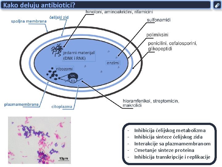 Kako deluju antibiotici? - Inhibicija ćelijskog metabolizma Inhibicija sinteze ćelijskog zida Interakcije sa plazmamembranom