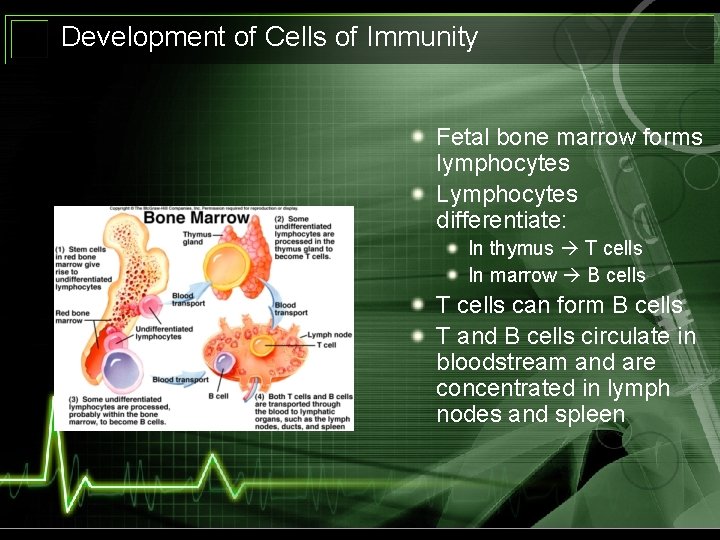 Development of Cells of Immunity Fetal bone marrow forms lymphocytes Lymphocytes differentiate: In thymus