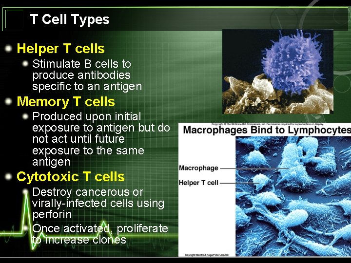 T Cell Types Helper T cells Stimulate B cells to produce antibodies specific to