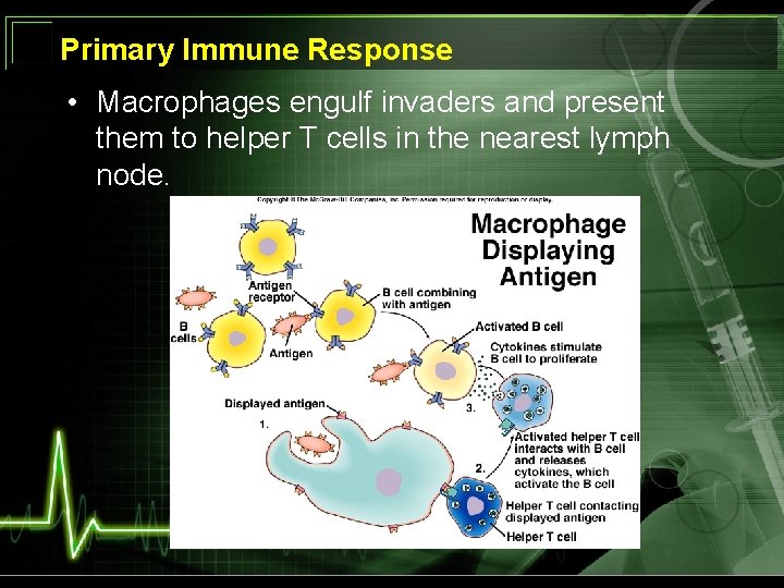 Primary Immune Response • Macrophages engulf invaders and present them to helper T cells