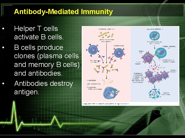 Antibody-Mediated Immunity • • • Helper T cells activate B cells produce clones (plasma