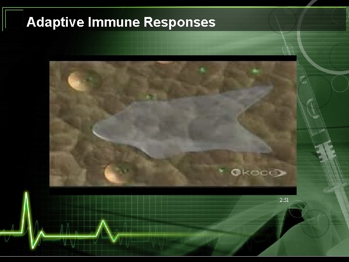 Adaptive Immune Responses 2: 51 