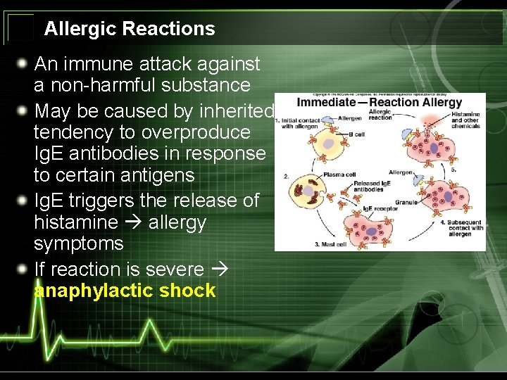 Allergic Reactions An immune attack against a non-harmful substance May be caused by inherited
