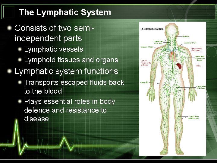 The Lymphatic System Consists of two semiindependent parts Lymphatic vessels Lymphoid tissues and organs