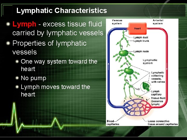 Lymphatic Characteristics Lymph - excess tissue fluid carried by lymphatic vessels Properties of lymphatic