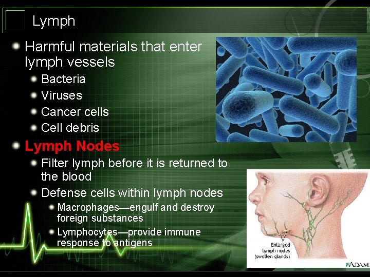 Lymph Harmful materials that enter lymph vessels Bacteria Viruses Cancer cells Cell debris Lymph