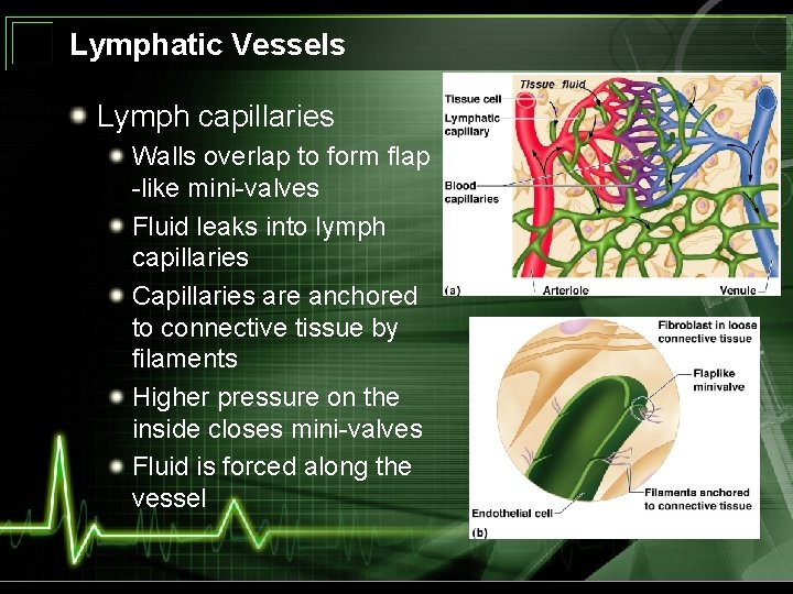 Lymphatic Vessels Lymph capillaries Walls overlap to form flap -like mini-valves Fluid leaks into