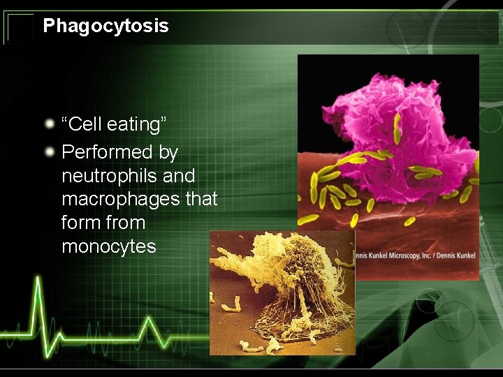 Phagocytosis “Cell eating” Performed by neutrophils and macrophages that form from monocytes 