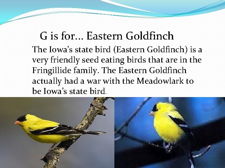 G is for. . . Eastern Goldfinch The Iowa’s state bird (Eastern Goldfinch) is
