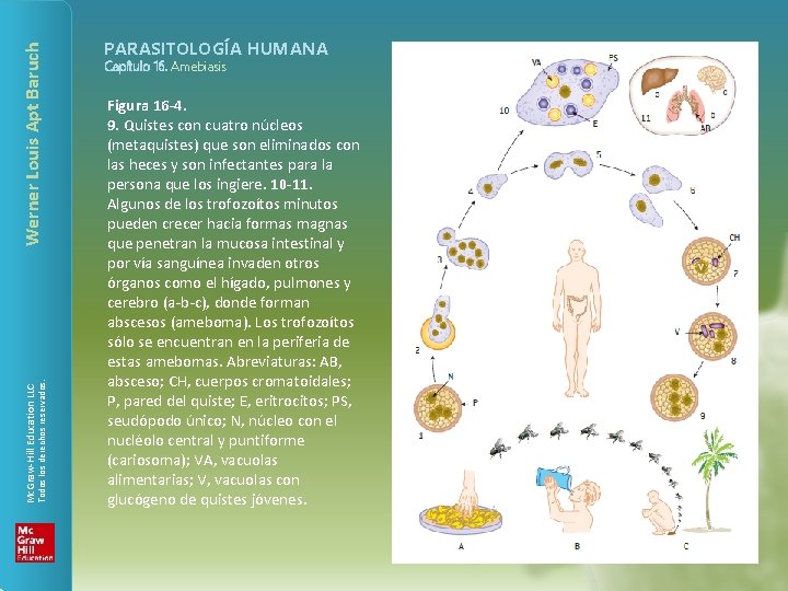 Werner Louis Apt Baruch Todos los derechos reservados. Mc. Graw-Hill Education LLC PARASITOLOGÍA HUMANA