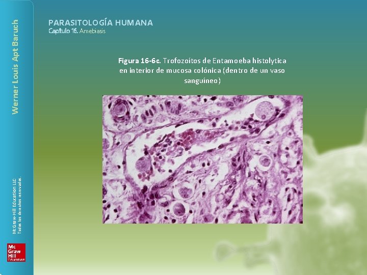 Werner Louis Apt Baruch Todos los derechos reservados. Mc. Graw-Hill Education LLC PARASITOLOGÍA HUMANA