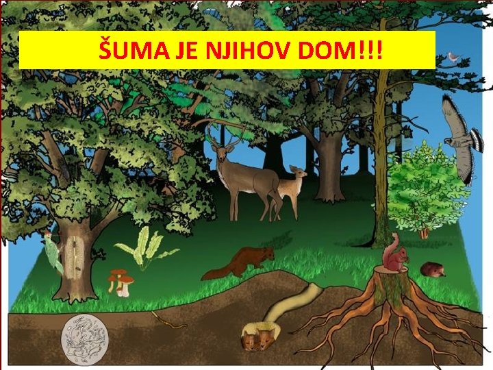 ŠUMA JE NJIHOV DOM!!! 