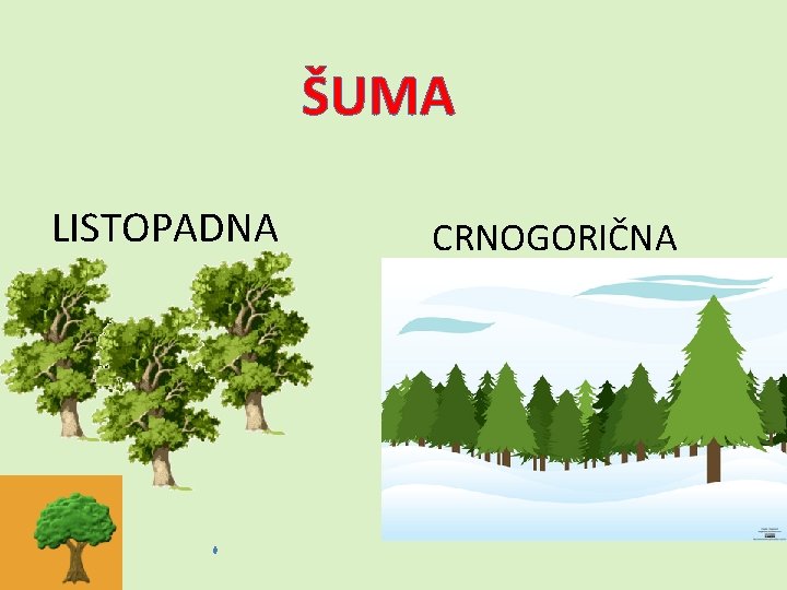 ŠUMA LISTOPADNA CRNOGORIČNA 