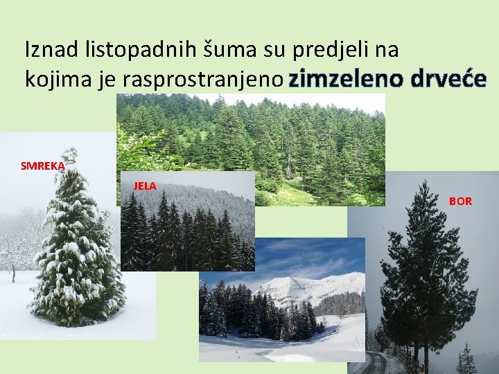 Iznad listopadnih šuma su predjeli na kojima je rasprostranjeno zimzeleno drveće SMREKA JELA BOR