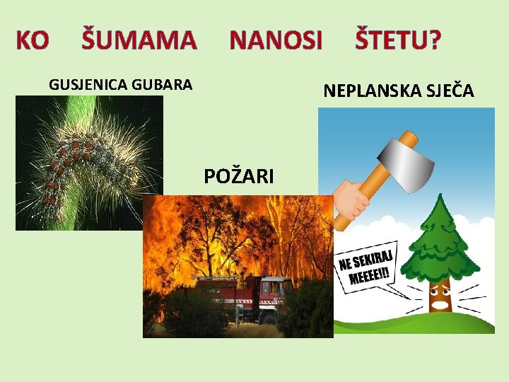 KO ŠUMAMA NANOSI GUSJENICA GUBARA ŠTETU? NEPLANSKA SJEČA POŽARI 