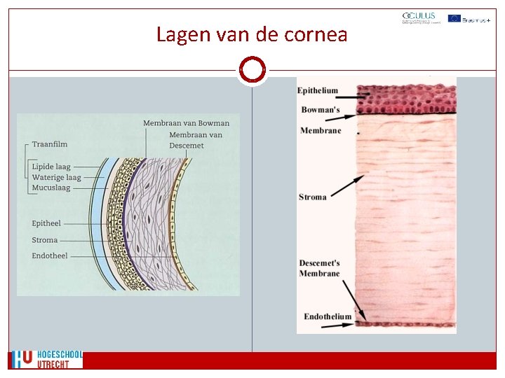 Lagen van de cornea 