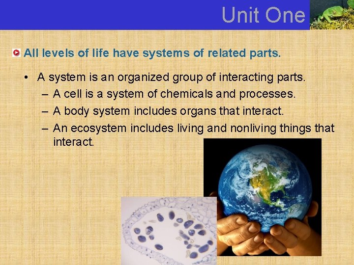 Unit One All levels of life have systems of related parts. • A system