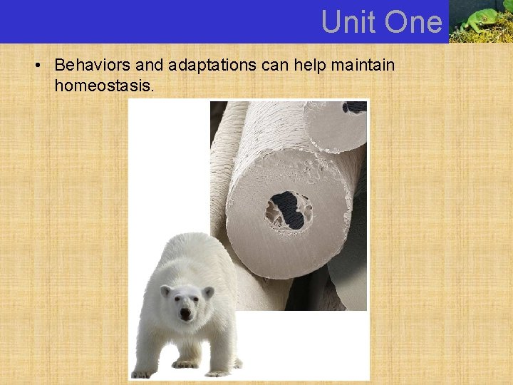 Unit One • Behaviors and adaptations can help maintain homeostasis. 