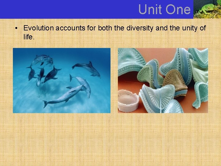 Unit One • Evolution accounts for both the diversity and the unity of life.