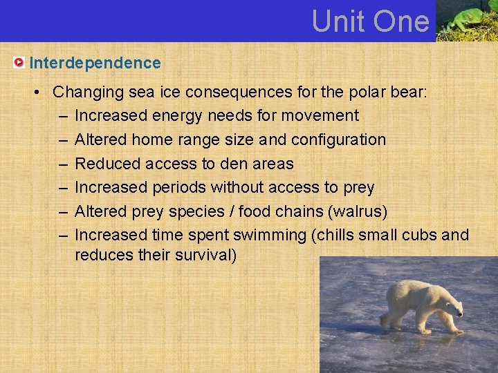 Unit One Interdependence • Changing sea ice consequences for the polar bear: – Increased