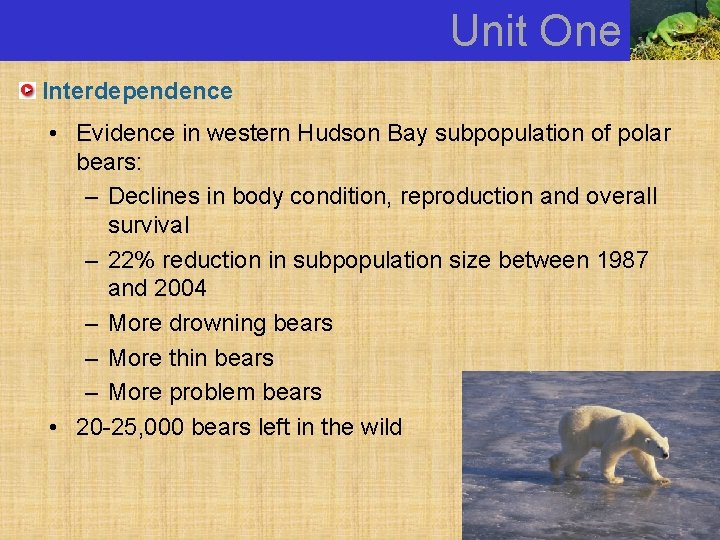 Unit One Interdependence • Evidence in western Hudson Bay subpopulation of polar bears: –