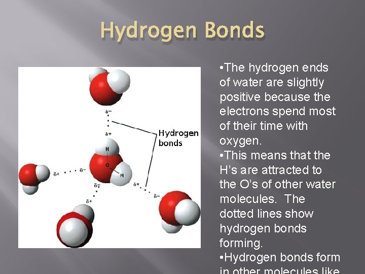 Hydrogen Bonds • The hydrogen ends of water are slightly positive because the electrons