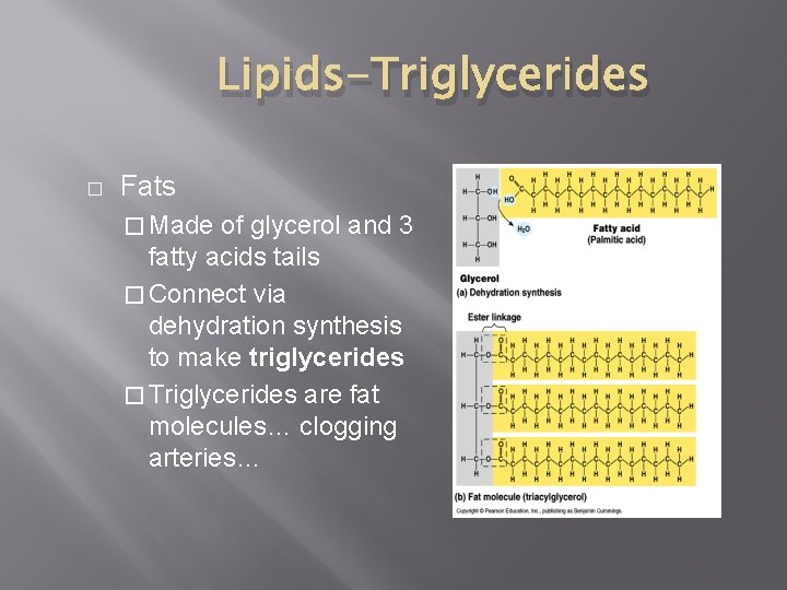 Lipids-Triglycerides � Fats � Made of glycerol and 3 fatty acids tails � Connect