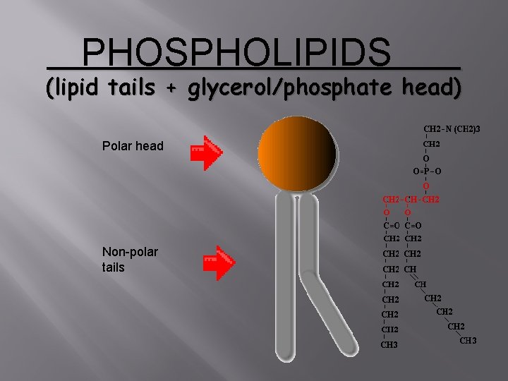 __________ PHOSPHOLIPIDS (lipid tails + glycerol/phosphate head) Polar head Non-polar tails 