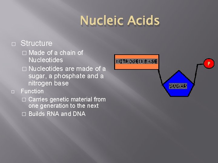 Nucleic Acids � Structure � Made of a chain of Nucleotides � Nucleotides are