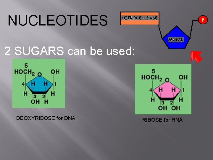 NUCLEOTIDES 2 SUGARS can be used: DEOXYRIBOSE for DNA RIBOSE for RNA 