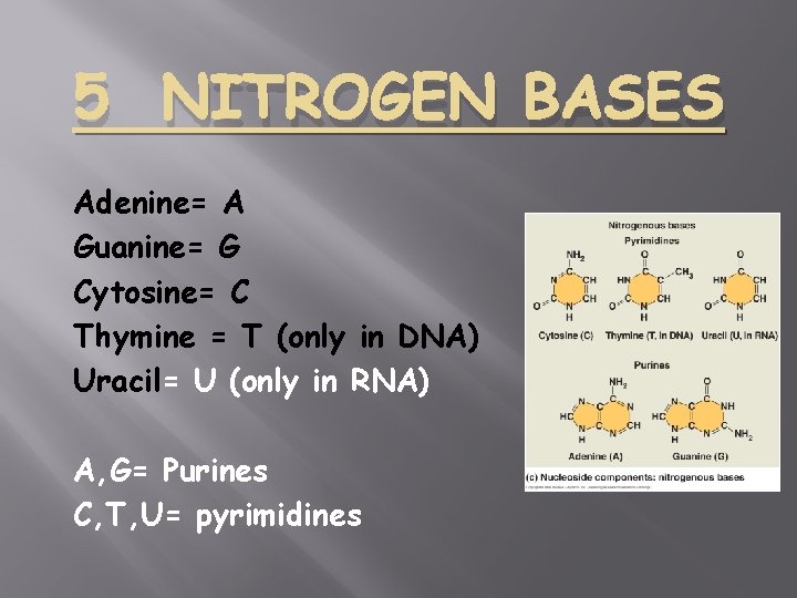 5 NITROGEN BASES Adenine= A Guanine= G Cytosine= C Thymine = T (only in