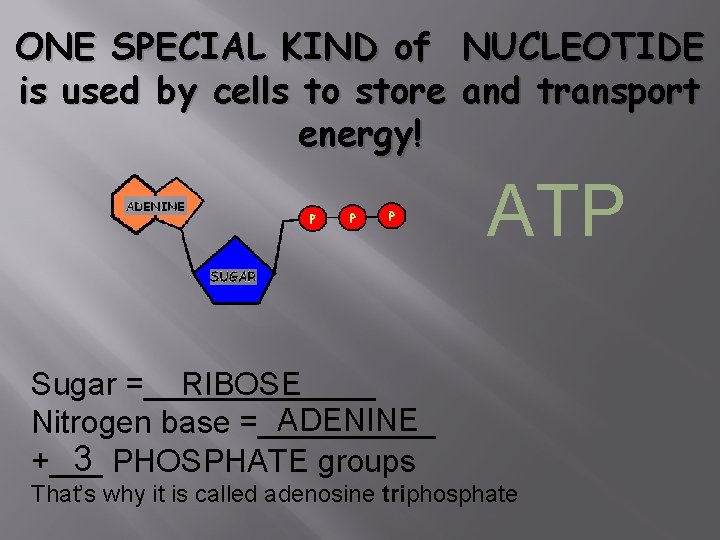 ONE SPECIAL KIND of is used by cells to store energy! NUCLEOTIDE and transport