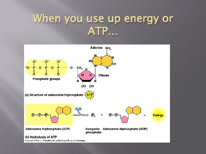 When you use up energy or ATP… 