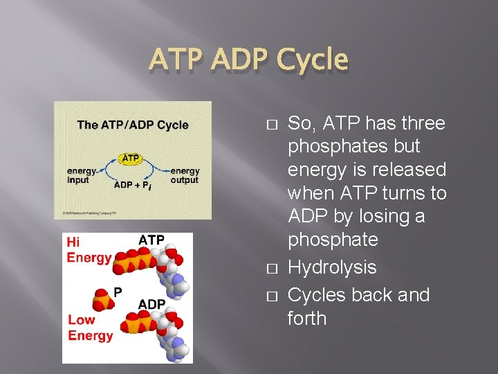ATP ADP Cycle � � � So, ATP has three phosphates but energy is