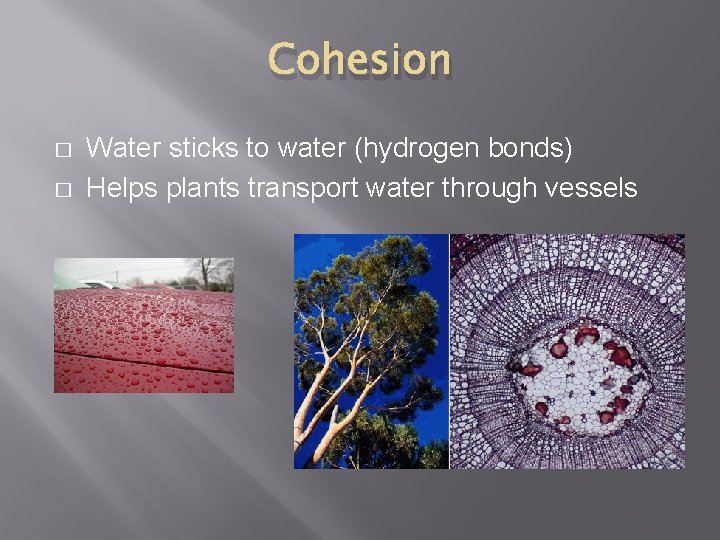 Cohesion � � Water sticks to water (hydrogen bonds) Helps plants transport water through
