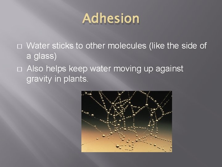 Adhesion � � Water sticks to other molecules (like the side of a glass)