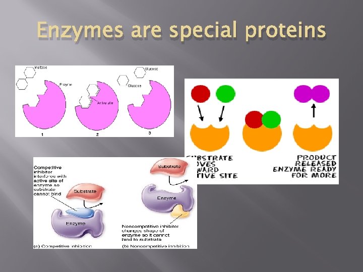 Enzymes are special proteins 