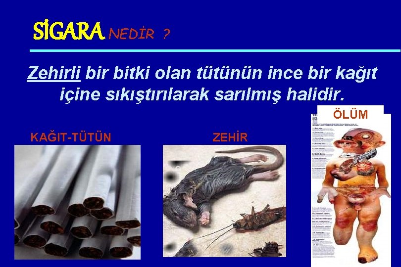 SİGARA NEDİR ? Zehirli bir bitki olan tütünün ince bir kağıt içine sıkıştırılarak sarılmış