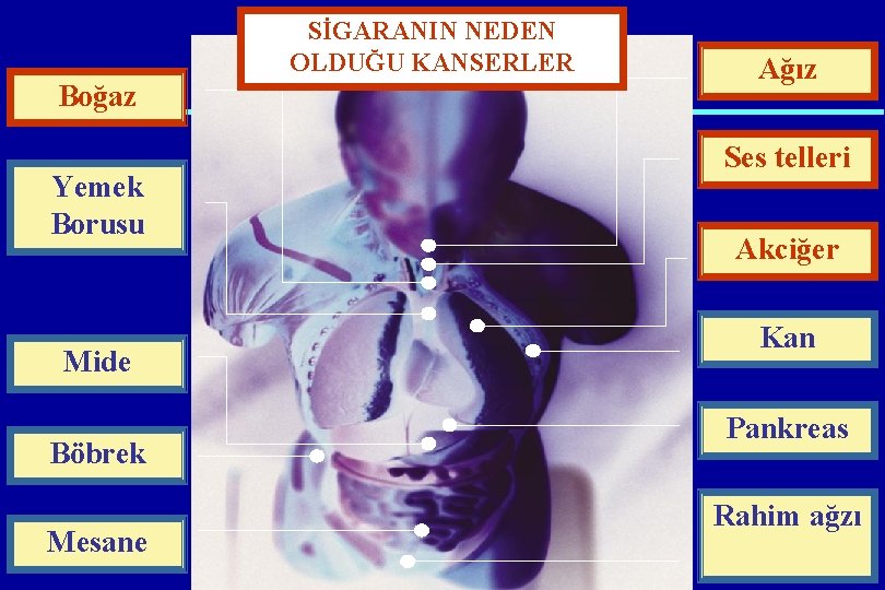 SİGARANIN NEDEN OLDUĞU KANSERLER Boğaz Yemek Borusu Mide Böbrek Mesane Ağız Ses telleri Akciğer