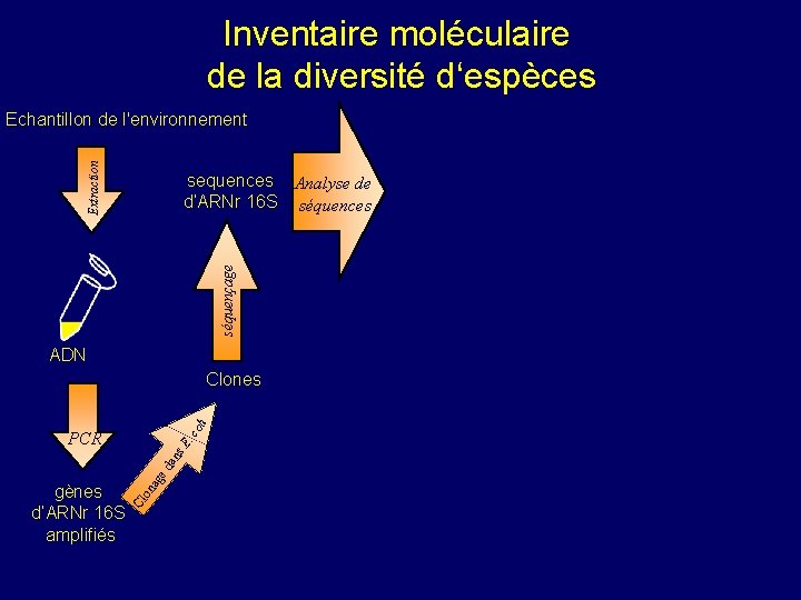 Inventaire moléculaire de la diversité d‘espèces Extraction Echantillon de l'environnement séquençage sequences Analyse de