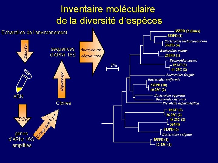 Inventaire moléculaire de la diversité d‘espèces Extraction Echantillon de l'environnement séquençage sequences Analyse de