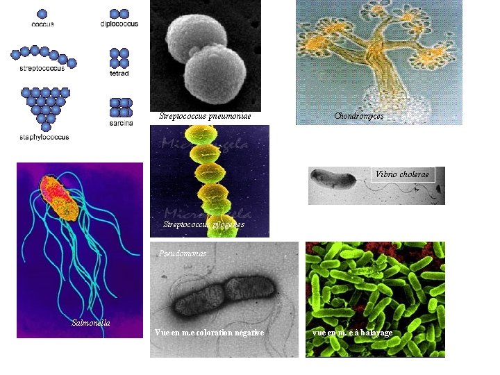 Streptococcus pneumoniae Chondromyces Vibrio cholerae Streptococcus pyogenes Pseudomonas Salmonella Vue en m. e coloration