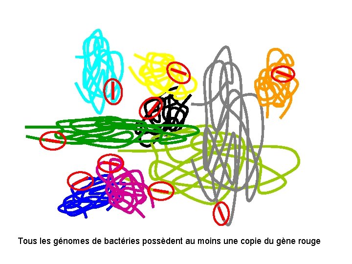 Tous les génomes de bactéries possèdent au moins une copie du gène rouge 