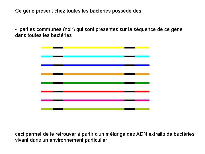 Ce gène présent chez toutes les bactéries possède des - parties communes (noir) qui